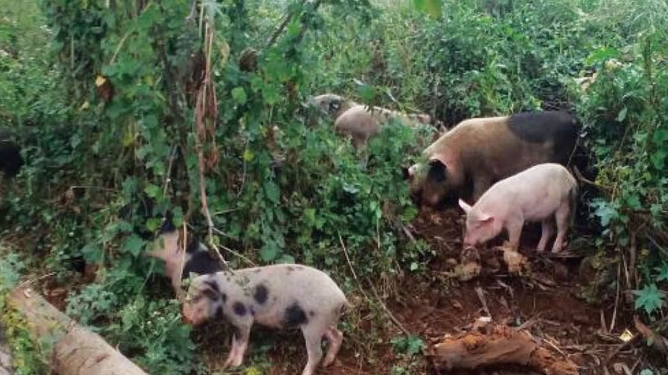 Plea to control pig menace in R.S. Naidu Nagar