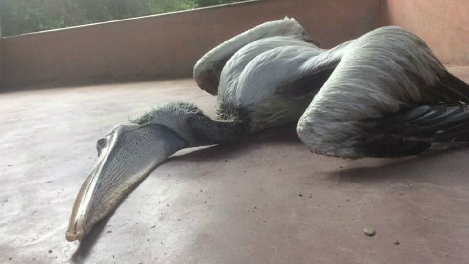 Pelican death not due to bird flu, says report