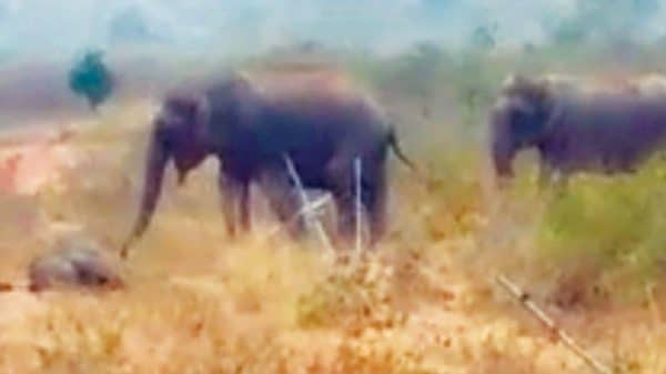 Jumbo Calf Dies In Bandipur - Star Of Mysore