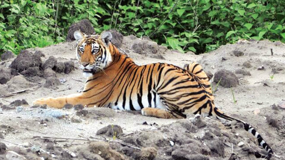 Tiger sightings at Bandipur surge