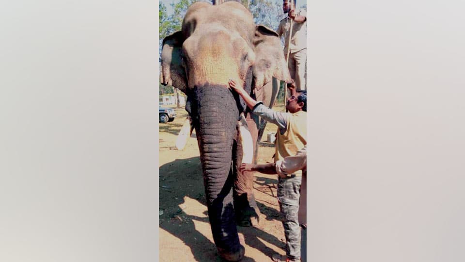 Tusker dies of illness at Kantapura Elephant Camp