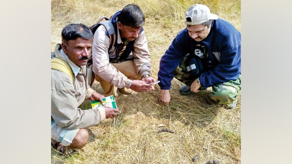 Tiger census begins at Bandipur