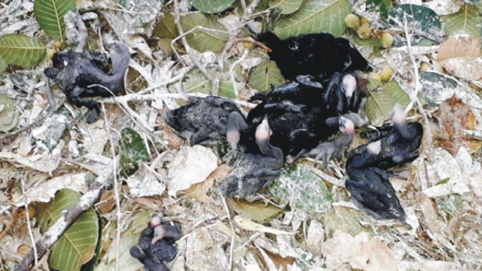 Negligence of Cauvery Neeravari Nigam Limited officials render hundreds of Cormorant fledglings homeless