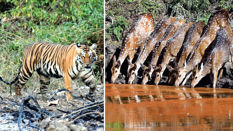Census concludes: 18 Tigers sighted in Bandipur