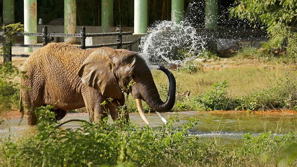 Four elephants from Bandipur arrive at Mysuru Zoo