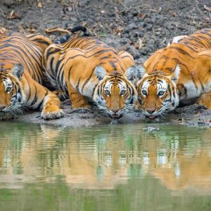 PM Modi to release Tiger Census statistics in Mysuru on Apr. 9