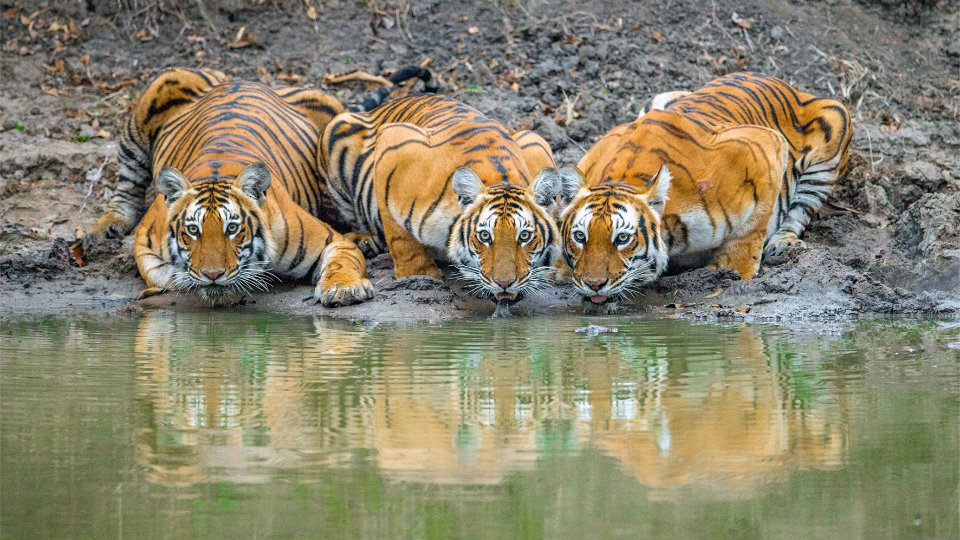 Tiger Census from Jan. 8 No wildlife safaris for a week