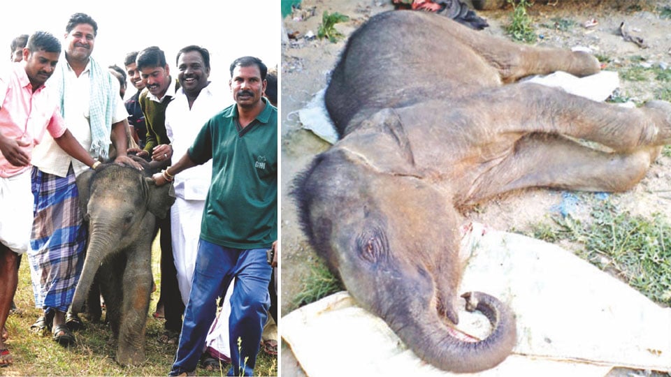 Rescued elephant calf dies