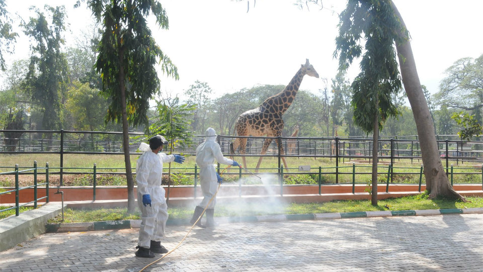 Bird Flu Scare in Kerala: Mysuru Zoo, Bird Sanctuary on high alert