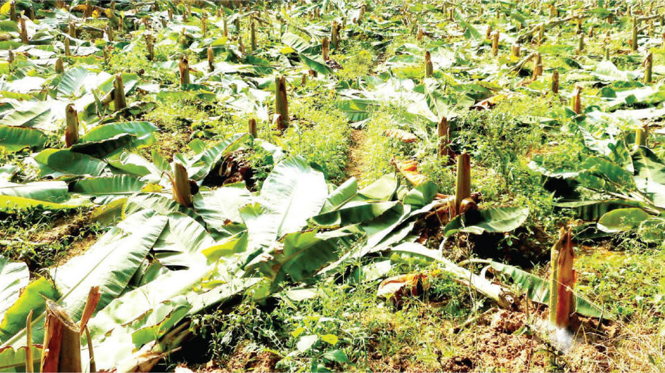 Miscreants destroy plantain farm near Bannur