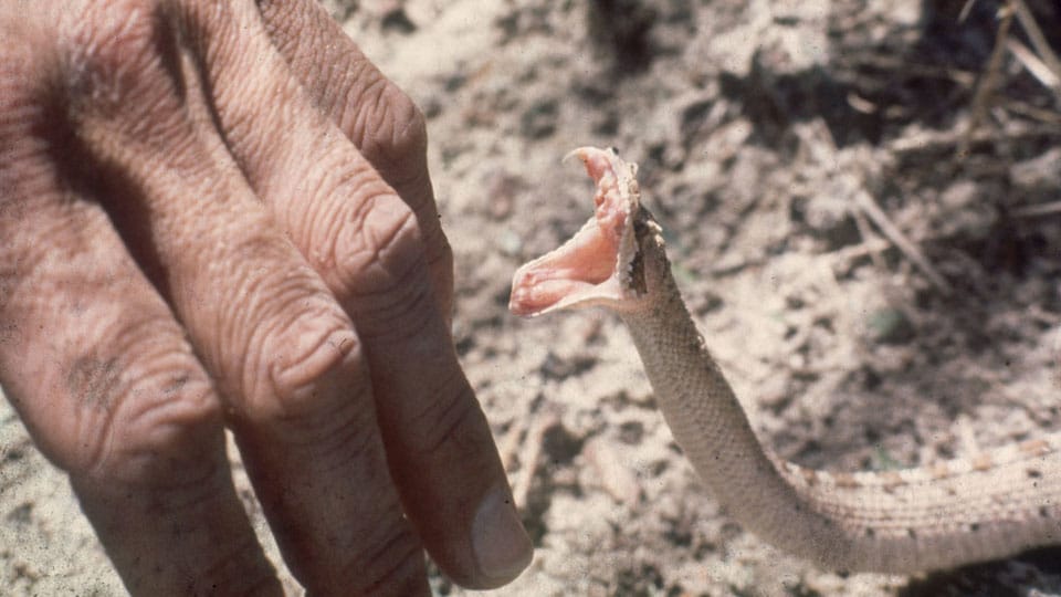 Farmer dies of snake bite