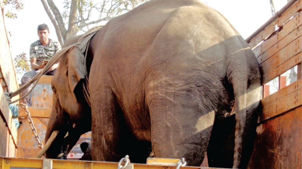 Six tamed elephants from Kodagu shifted to Chhattisgarh
