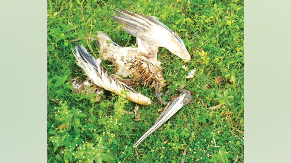 Three Pelicans found dead at Sulekere Lake