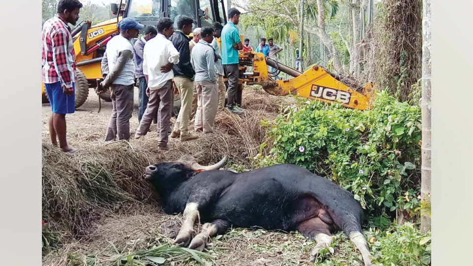 Indian Gaur dies in Kodagu