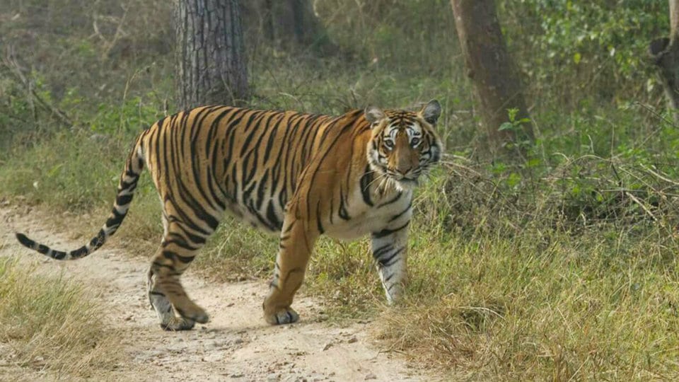Tiger kills boy, grandfather  within 24 hours in Kodagu