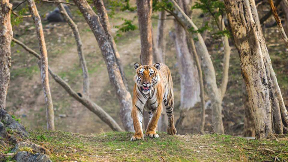 TIGER CENSUS DAY-2: Biting cold, breeze fail to deter volunteers, officers