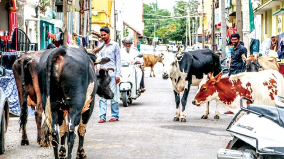 Owners of stray cattle to be fined