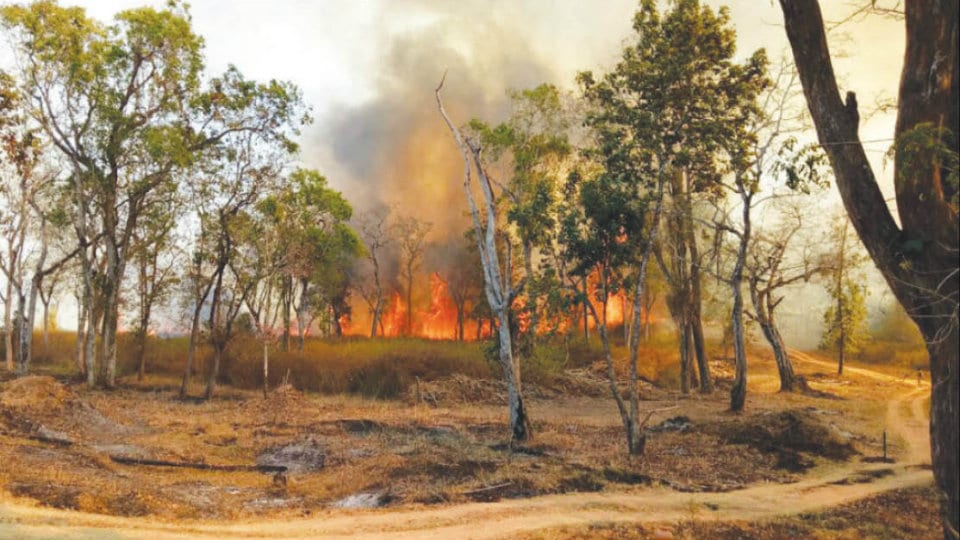 Fire destroys 50 acre of forest land in Nagarahole