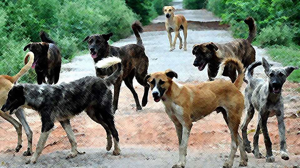 Woman injures neighbour for pelting stones at her pet stray dogs