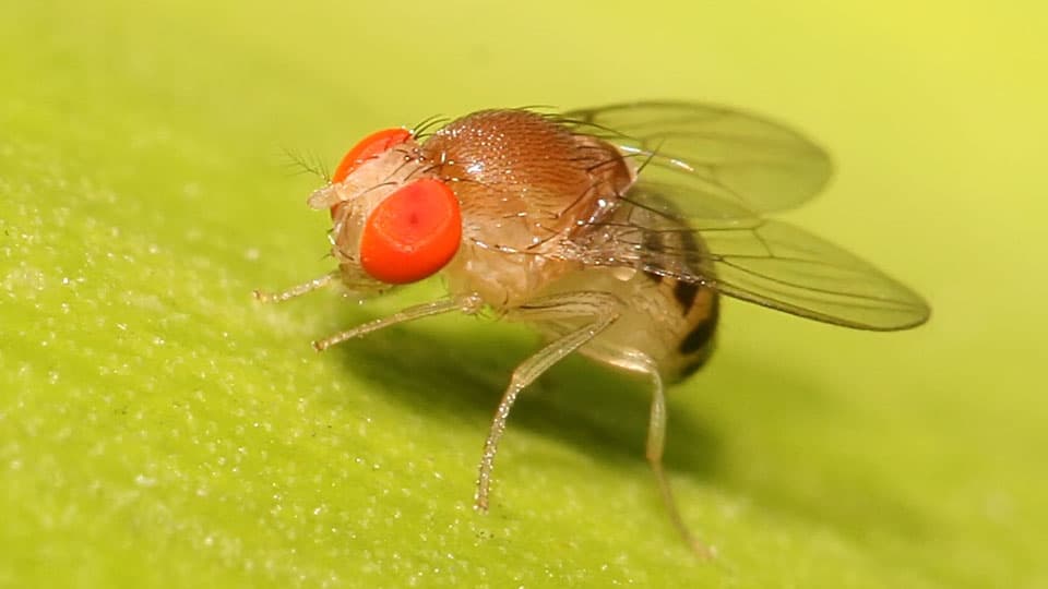National workshop on ‘Biology with Drosophila’ from tomorrow