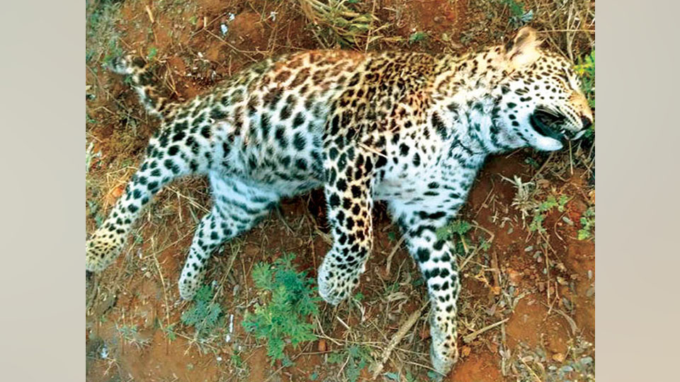 Leopard cub dies during fight with wild boar