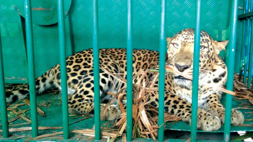 Leopard trapped near T. Narasipur
