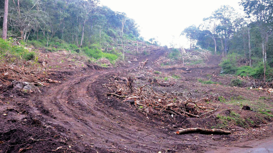 Development or Survival?: Kodagu loses 102 sq km of tree cover in two years, says report
