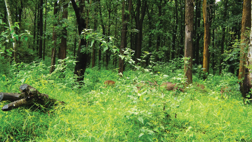 Thalassery-Mysuru Railway line through Kodagu: Conserve natural forests for future generations