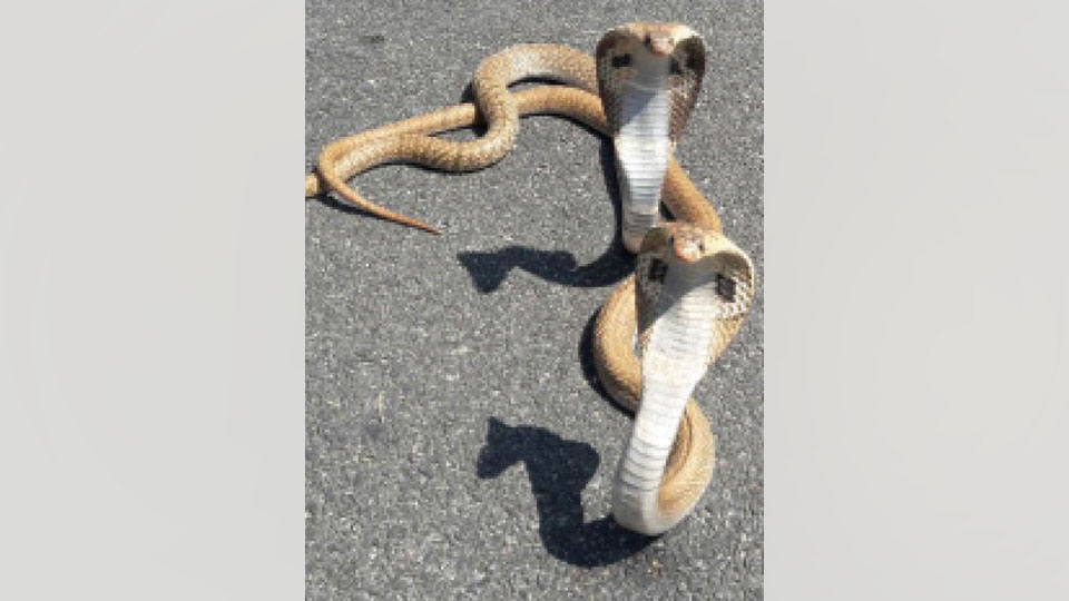 Snakes rescued from agricultural pond