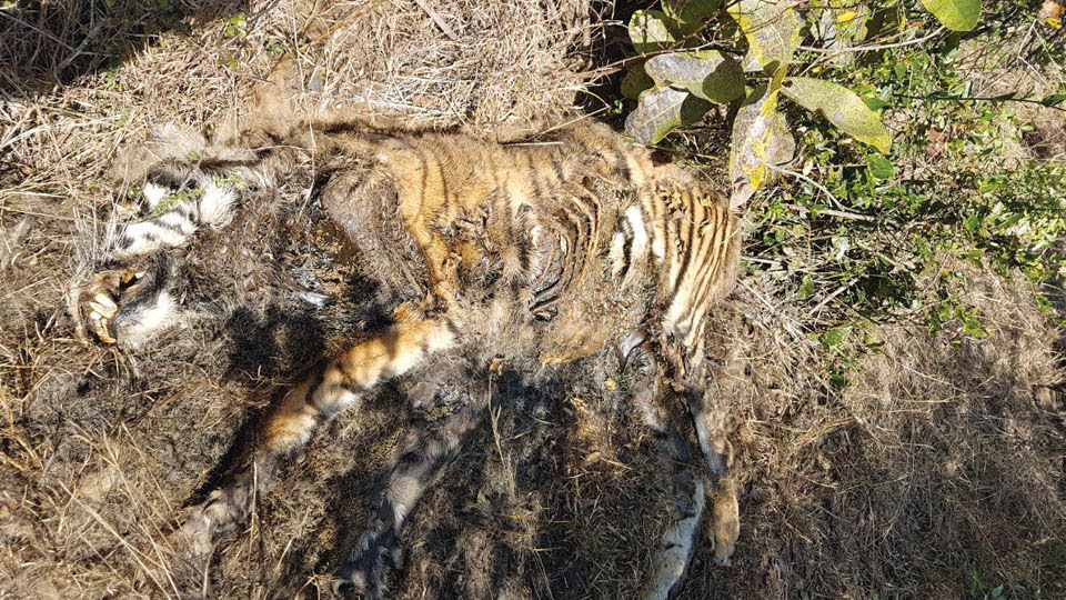 Tiger deaths in Bandipur:  Lab reports confirm big cats not poisoned