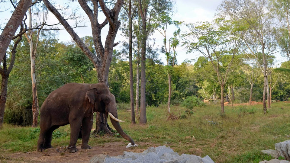 Mahout suffers serious injuries as tamed elephant attacks him