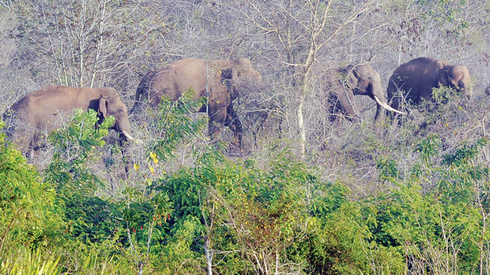 Wild elephants have killed 28 persons in Kodagu in 3 years