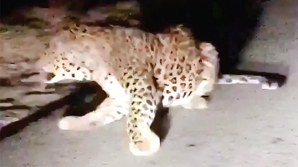 Frequent sighting of leopards in city and outskirts create panic