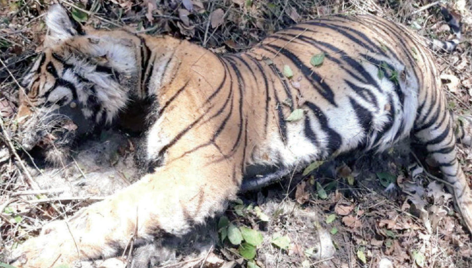Tigress found dead in Nagarahole