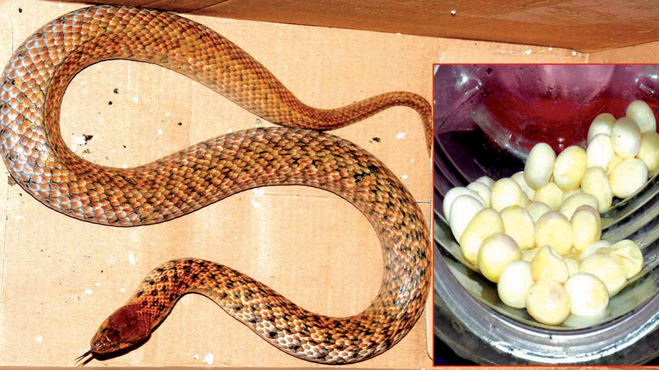 Snake rescued at night lays 70 eggs next morning