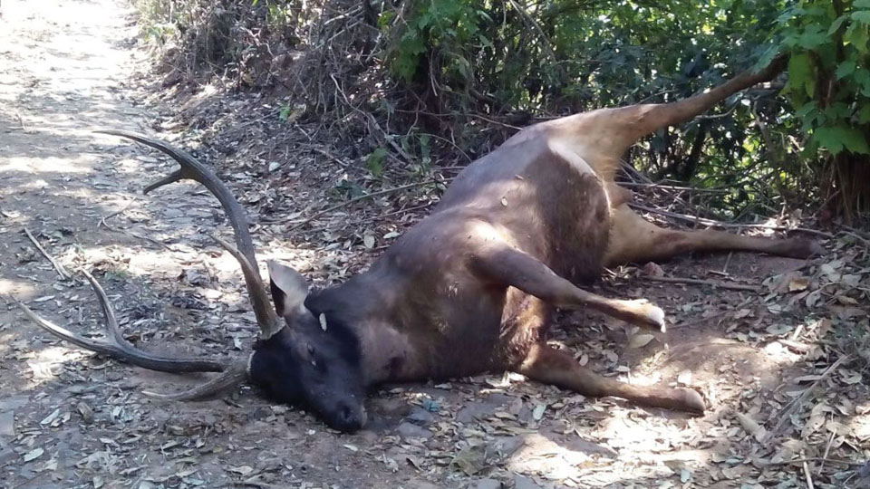 Poachers shoot Stag at Madikeri estate