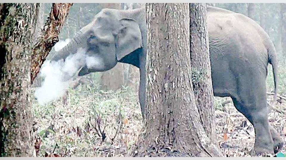 ‘Smoking’ elephant at Nagarahole baffles experts