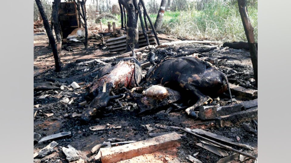 Four cows charred to death as miscreants set fire to cowshed