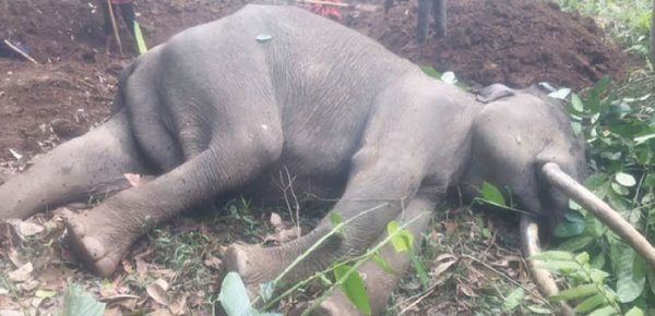 Female elephant rescued by Forest Department in Kodagu dies - Star of ...