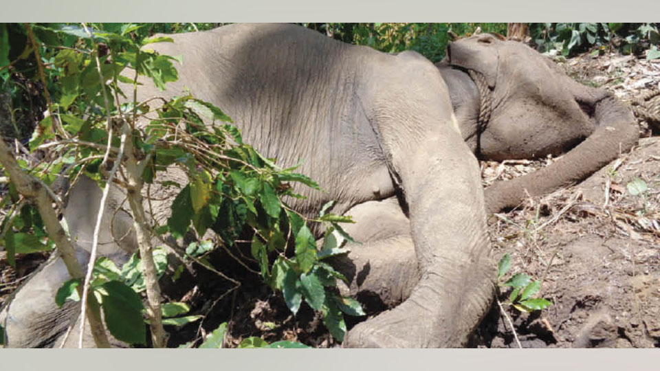 Female elephant rescued by Forest Department in Kodagu dies