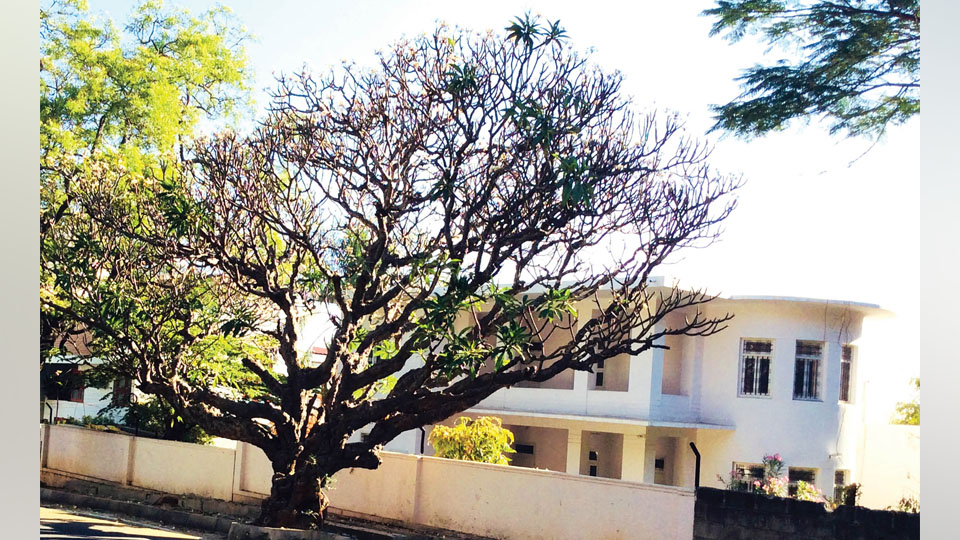 A Tree in Malgudi