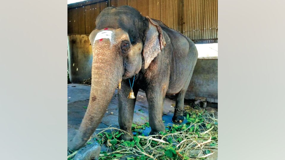 Ailing Nanjangud Temple elephant shifted to Kolar