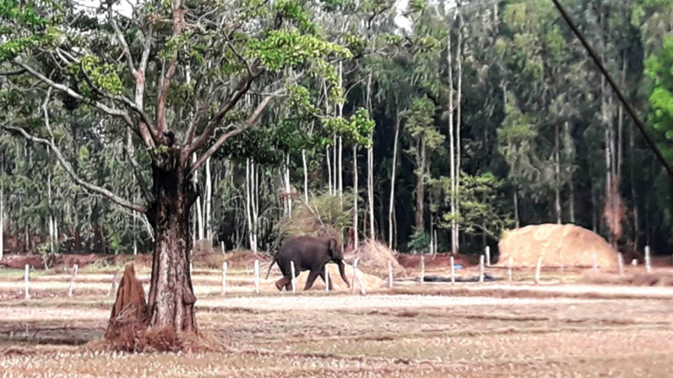 Forest Dept. given permission to capture 4 elephants in Kodagu