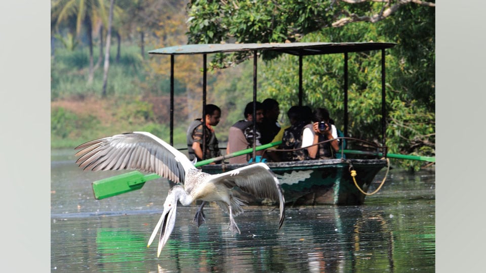 First-ever Bird Census held at Ranganathittu Sanctuary