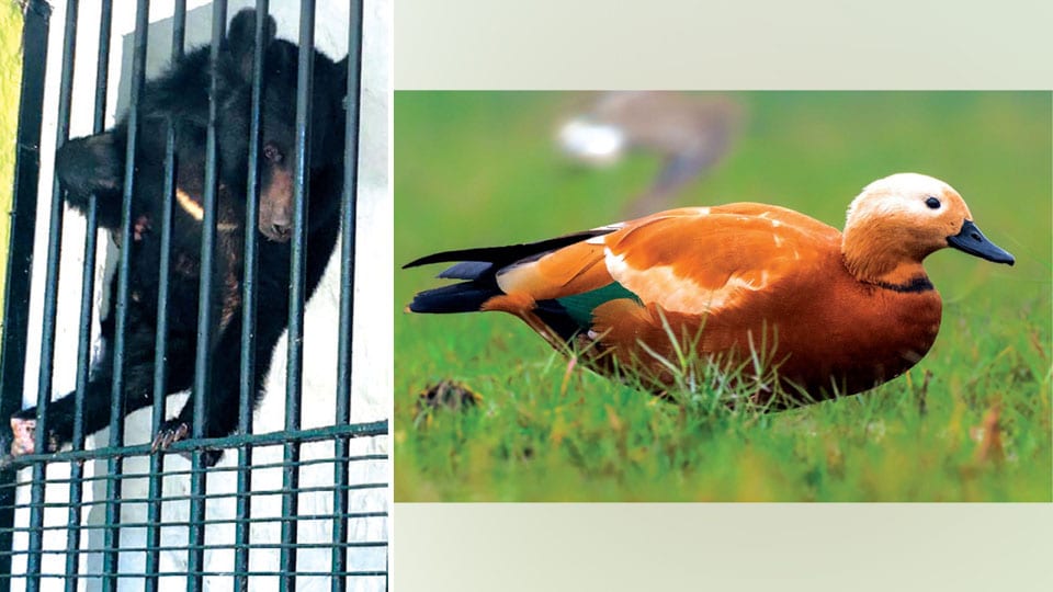 Animals and birds from Assam and Meghalaya Zoos arrive at Mysuru Zoo