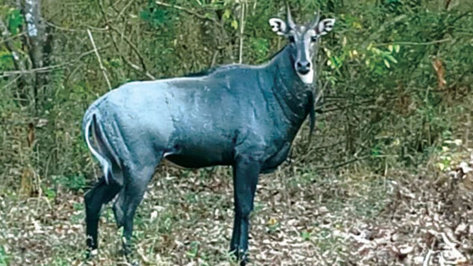 Rare Neelgai spotted at Bhadra Reserve after 65 years