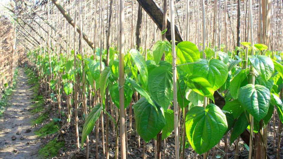 245 betel leaf growers to get lands on Mar.10