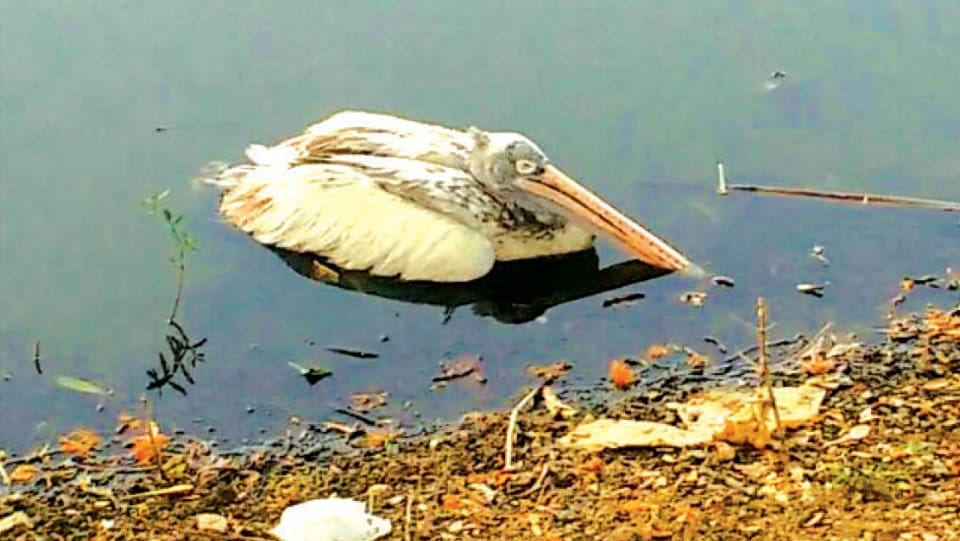 Sick Pelican rescued at Kukkarahalli Lake