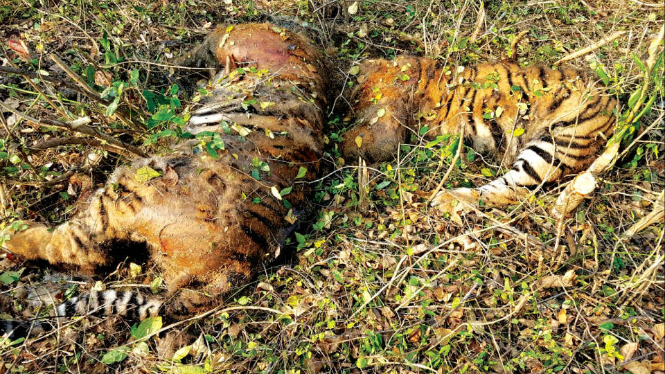 Poisoning of tigers in Bandipur