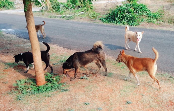 Stray dog menace in Saraswathipuram